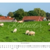 Elsfleth 2023 – April – Schafe auf dem Huntedeich