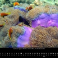 Oceanus 2023 – September – Malediven-Anemonenfisch
