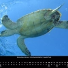 Oceanus 2023 – November – Echte Karettschildkröte