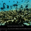 Oceanus 2023 – Januar – Dreipunkt-Preußenfisch