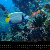 Oceanus 2023 – Februar – Imperator-Kaiserfisch