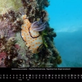 Oceanus 2023 – April – Ring-Prachtsternschnecke