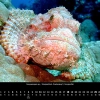 Oceanus 2023 – Juni – Skorpionfisch, Drachenkopf
