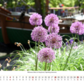 Blühendes Allium am Hauptkanal, Papenburg-Untenende – Papenburg 2027