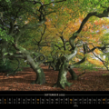 Süntelbuchenallee 2027 – Ende September gibt es erste Anzeichen der Herbstfärbung, welche durch den Klimawandel immer später beginnt und sich bis in den November hinein zieht