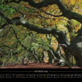 Süntelbuchenallee 2027 – ein besonders schöner Herbsttag am 26.10.2015, denn in der Sonne leuchten alle Herbstfarben von grün bis rot