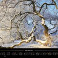 Süntelbuchenallee 2027 – Am 18.1.2016 bei minus 10 Grad beleuchtet die aufgehende Sonne die verschneite Süntelbuchenallee und zeigt meinen Lieblingsblick in optimistischer Färbung