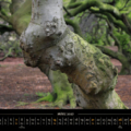 Süntelbuchenallee 2027 – knorrig kommt dieser Baum entgegen, wobei es sich eher um eine alte Wurzelbrut handelt. Das ist eine Besonderheit von Süntelbuchen, woran man sie sogar als Unterscheidungsmerkmal zu den Rotbuchen erkennen kann